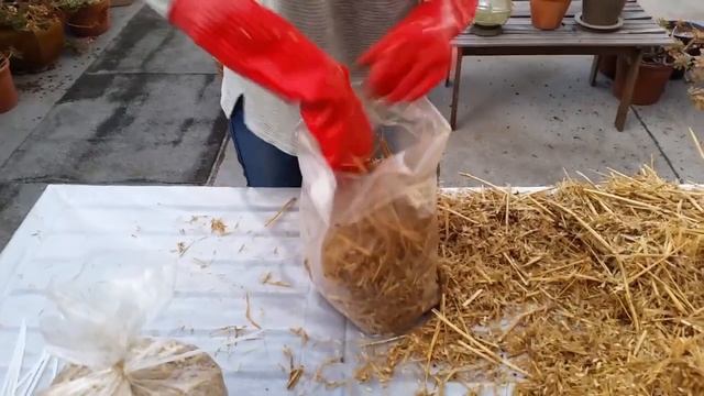 DIY Pink Oyster Mushrooms at home (Pleurotus Djamor) смотреть онлайн