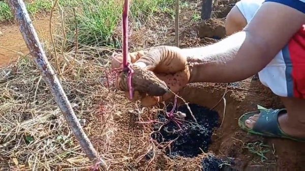 PAANO MAGTANIM NG UBE | D' GREEN THUMB