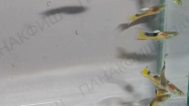 Гуппи Эндлера тукседо (Poecilia Reticulata Tuxedo Endler)