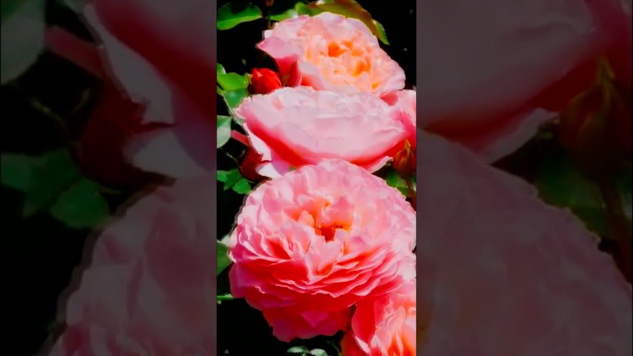 Роза флорибунда Мари Кюри MEIlomit, Romantic Dreams, Umilo смотреть онлайн