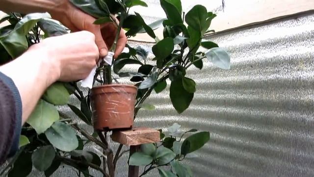 Не получилось, воздушная прививка мандарина смотреть онлайн