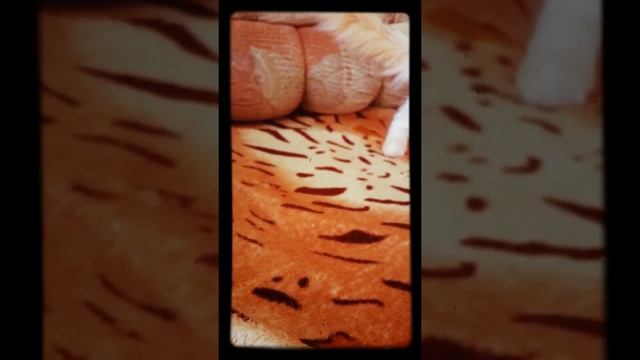 Как мой кот царапается смотреть онлайн