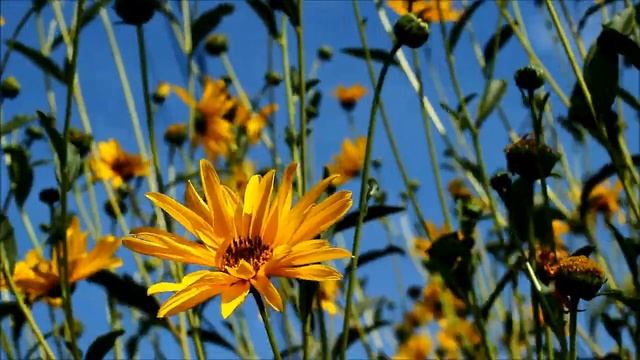 СЕНТЯБРЬСКИЙ ЭТЮД смотреть онлайн