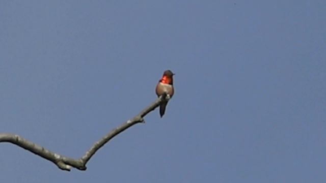 Ruphous Hummingbird - Selasphorus rufus смотреть онлайн