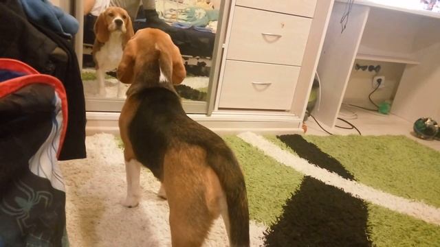 Разговор бигля, с умным биглем || Talk beagle, with a clever Beagle смотреть онлайн
