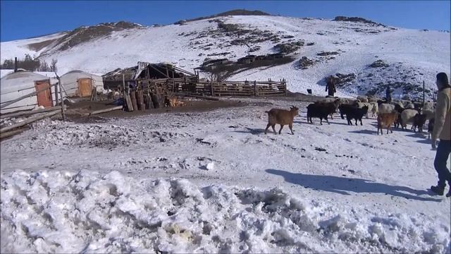 Life in a Mongolian Herder Camp during the Winter смотреть онлайн