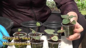 Выращивание цикламена персидского от посева до цветения