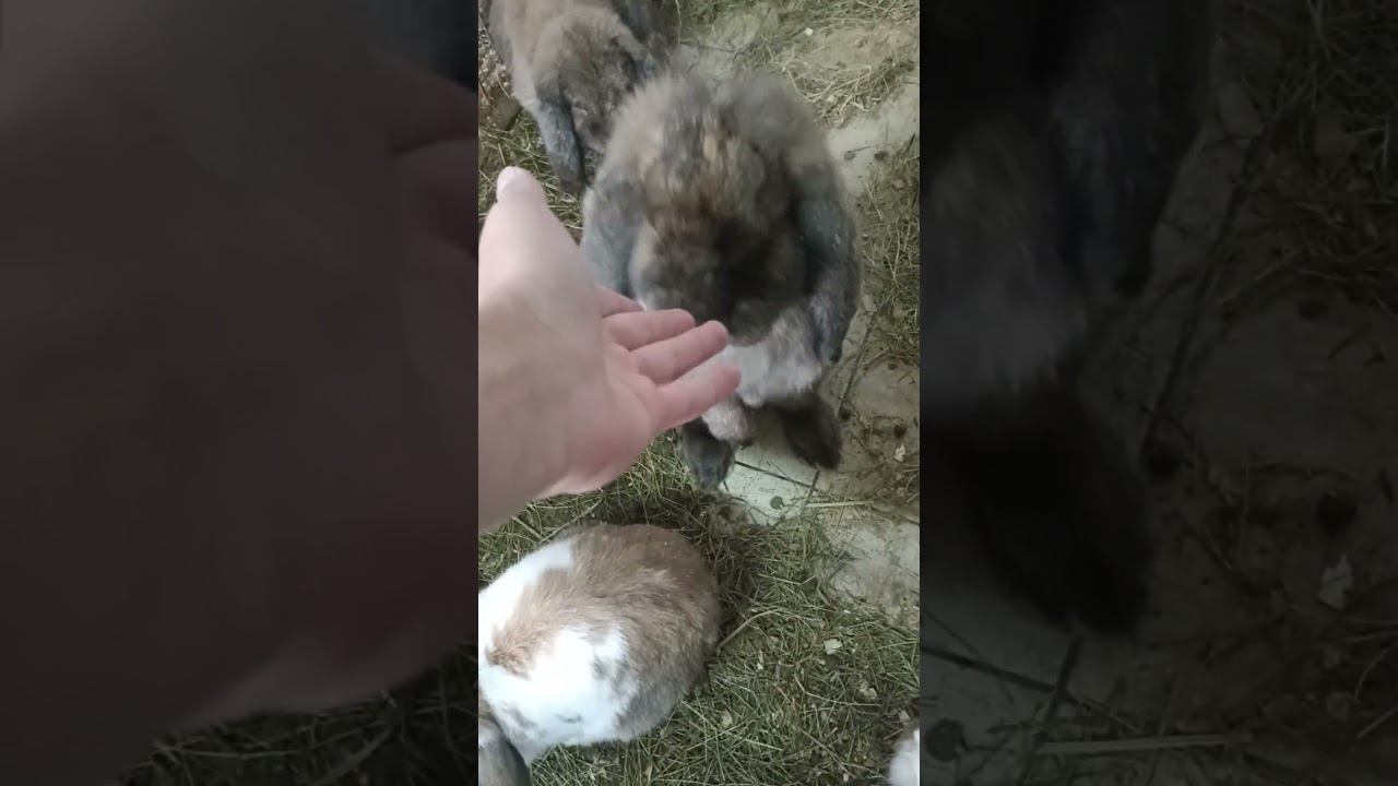 Кролики #shorts смотреть онлайн