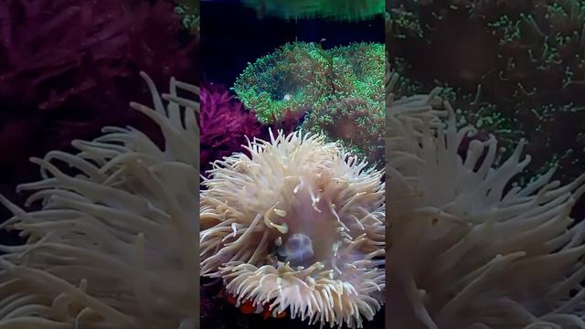 Zeitraffer bei den Nemos смотреть онлайн