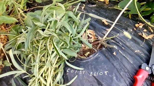 Как вырастить подвой пассифлоры из черенка смотреть онлайн