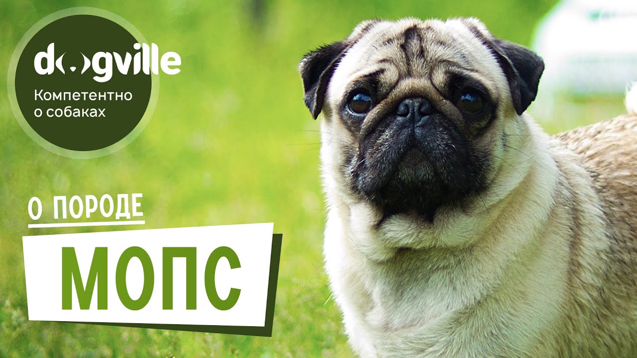 Мопс - О породе - Как выбрать щенка? смотреть онлайн