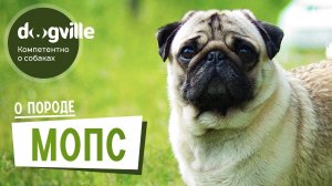 Мопс - О породе - Как выбрать щенка?