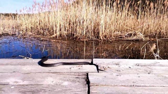 Ужи уже загорают смотреть онлайн