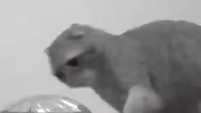 Cat accidently puts his paw into the water смотреть онлайн