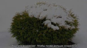 Туя Мириам (Mirjam) западная — описание