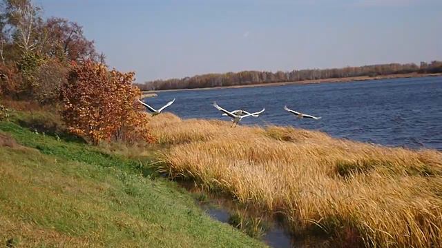 Журавли учатся летать смотреть онлайн