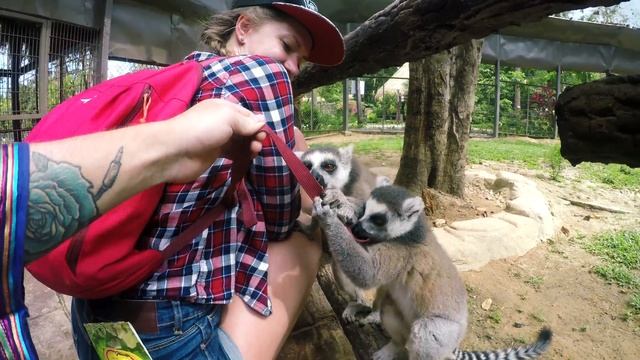 Vinpearl safari park Phu Quoc, Сафари парк фукуок, Vietnam, Винперл, Вьетнам смотреть онлайн