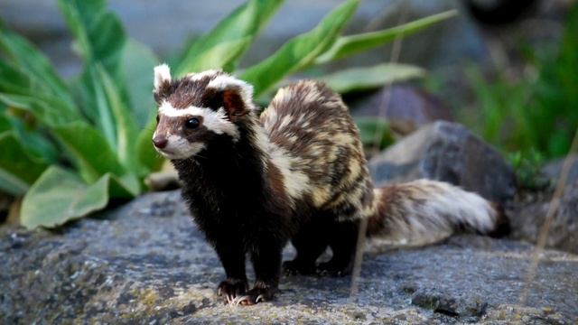 Перевязка - интересные факты смотреть онлайн