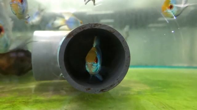 Arrivage Apistogramma ramirezi Electric Blue Balloon dispo le 11/01/2016 смотреть онлайн
