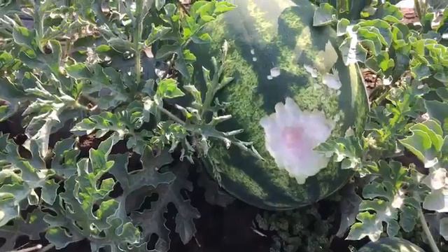 Зайцы грызут арбузы 🐇🐰