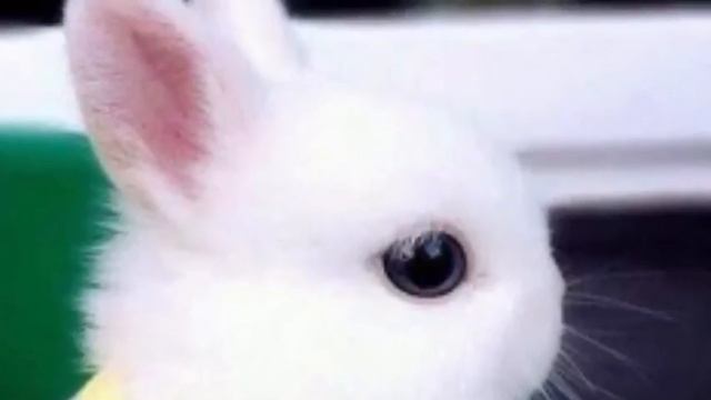 САМЫЕ НЯШНЫЕ ЖИВОТНЫЕ В МИРЕ смотреть онлайн