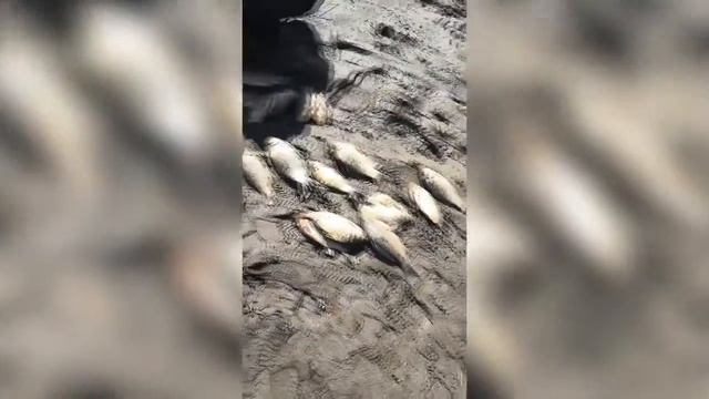 Незаконный вылов рыбы сетями в Минусинске смотреть онлайн