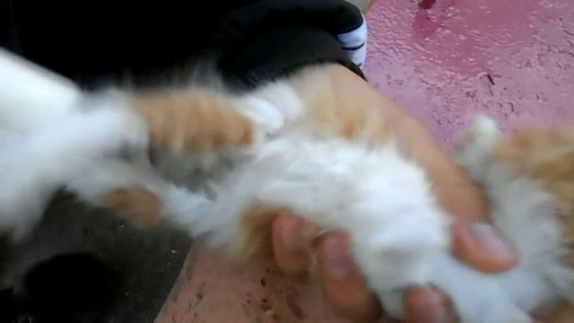 Котята*) смотреть онлайн