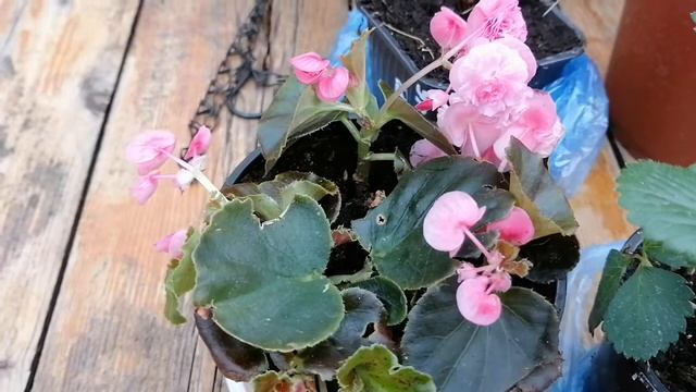 Леруа Мерлен-крыжовник,роза спрей, клубника ампельная Тристан и Самер бриз роуз,бегония( покупки) смотреть онлайн