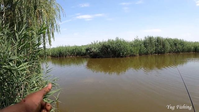 ЛОВЛЯ КАРПА В КАМЫШАХ, ЧЕРЕПАХА НА УДОЧКУ, РЫБАЛКА 2020 смотреть онлайн