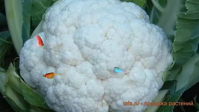Капуста цветная Сноубол (snoubol) ? капуста Сноубол обзор: как сажать семена капусты Сноубол смотреть онлайн