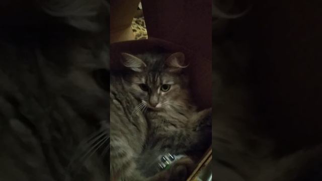 Сибирская Кошка 1 год Соня Siberian Cat 1 year old Sonya смотреть онлайн