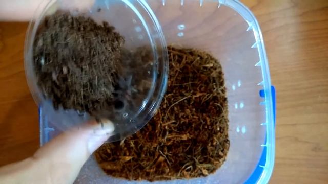 ПЕРЕСЕЛЕНИЕ Паучков Brachypelma Vagans и Brachypelma Albopilosum! смотреть онлайн