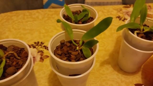 Орхидея каттлея из фласки три года спустя смотреть онлайн