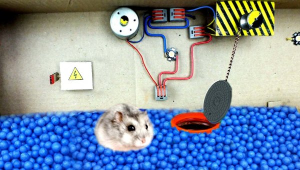 Хомячок в лабиринте ищет электричество