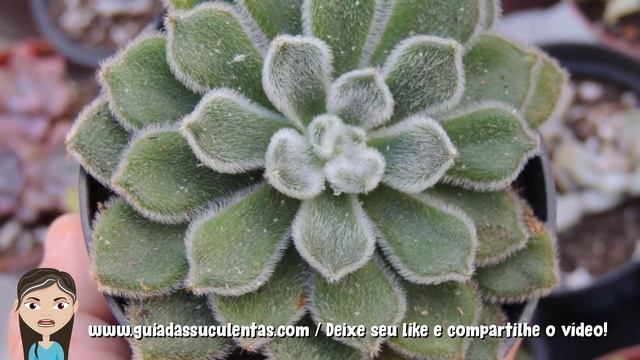 Echeveria Setosa: Guia Completo Desta Suculenta