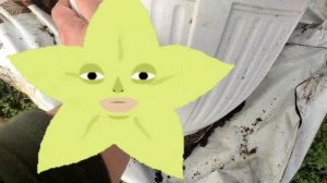 Крупнолистные гортензии весной. Что я делаю с ними....