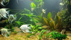 Сайдекс. Как "правильно" им пользоваться. Мой аквариум 350л.