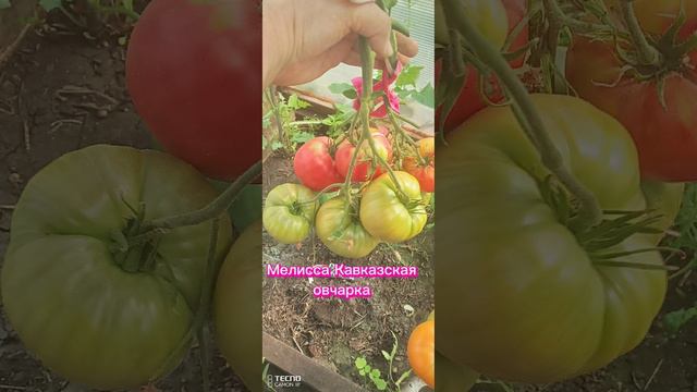 Заказ семян в сентябре🍅 ватсап +79373268768 смотреть онлайн