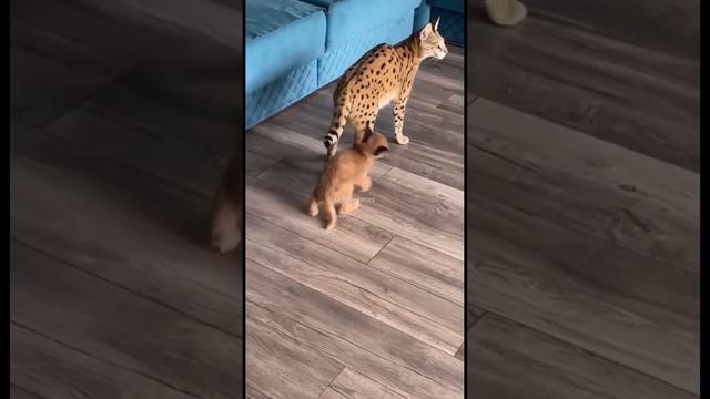 Саванна несёт каракальчика🙈Очень хорошим мамочками все равно чьи это дети, все как свои🙏🏻 смотреть онлайн