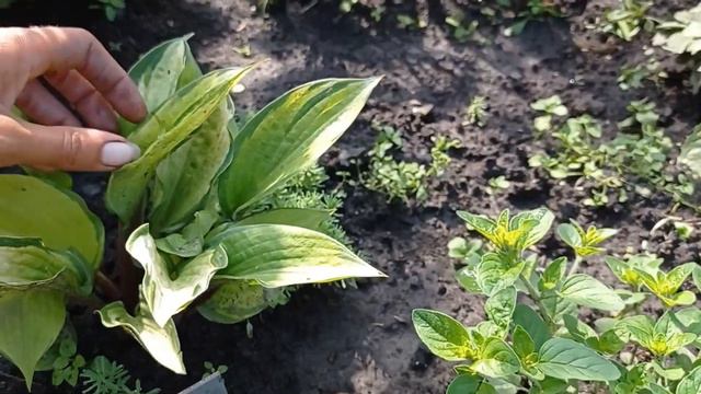 хоста Volcano Island
