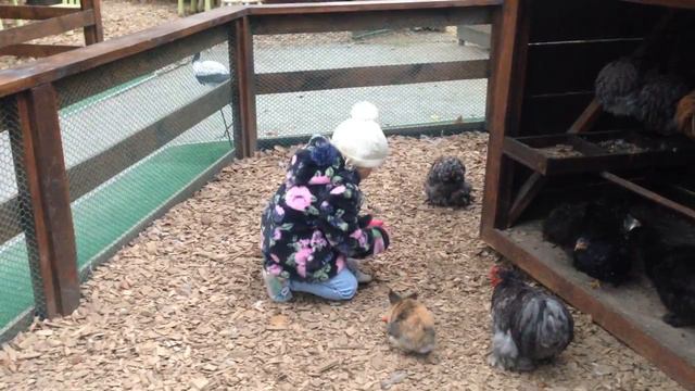 Контактный зоопарк на ВДНХ Киев (ZOO) смотреть онлайн