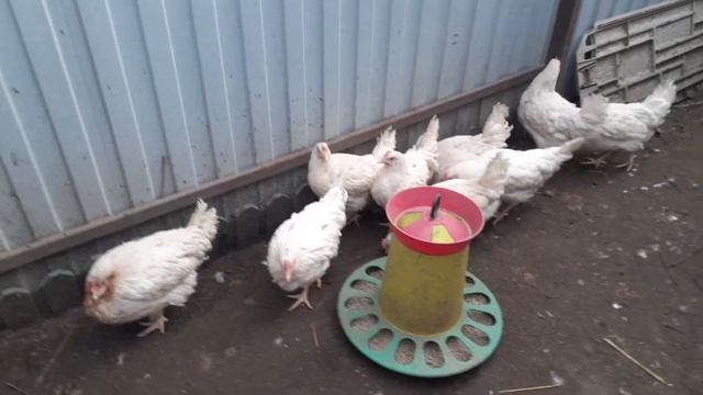 Купил кур несушек породы Коралл.