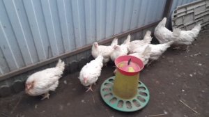 Купил кур несушек породы Коралл.