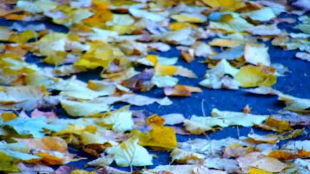 Футаж осенние листья смотреть онлайн