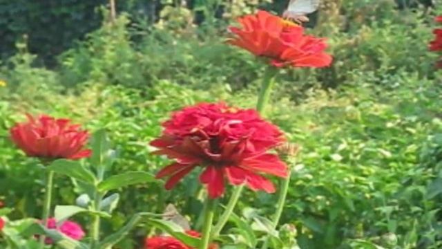 бабочки ДНР Амвросиевка смотреть онлайн