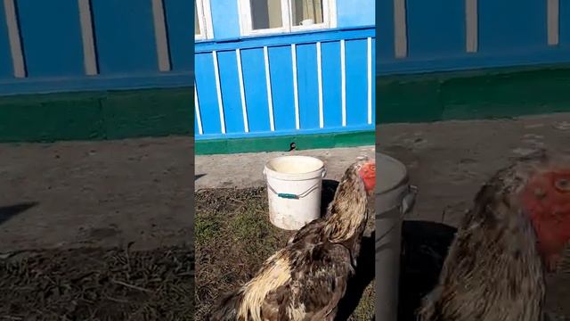 O - Shamo . О - Шамо бойцовый петух . смотреть онлайн