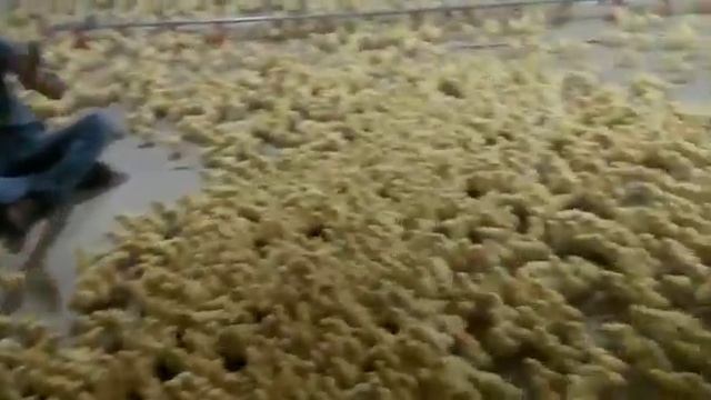Приученные цыпленки смотреть онлайн