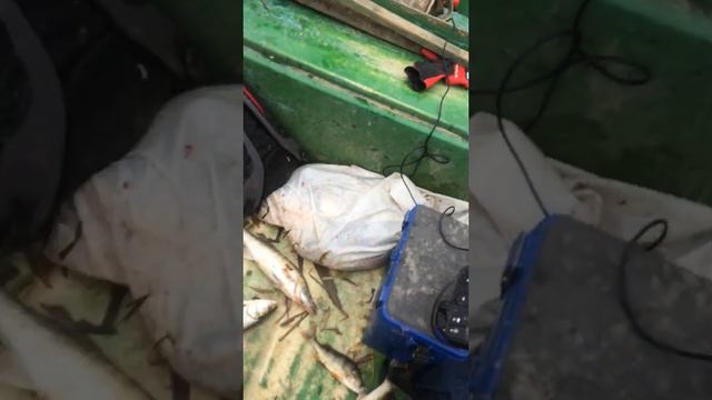 Рыбалка в Вышке(мелкожерешоккк))) смотреть онлайн