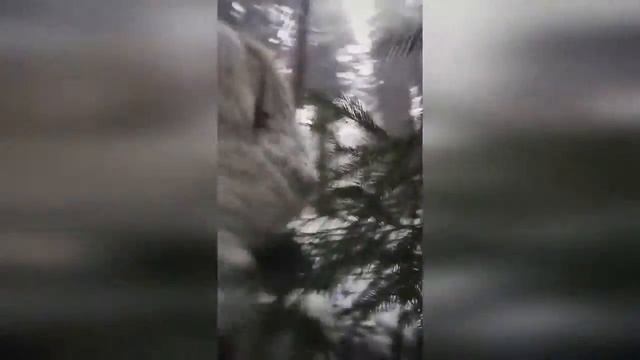 Yeti Vs Йети  Всегда на вершине со ŠKODA Yeti!