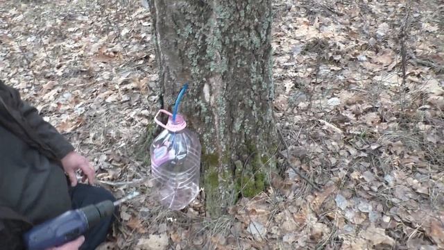 Березовый сок. Поездка за березовым соком в лес. смотреть онлайн